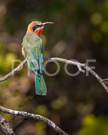 White-fronted Bee Eater - Zambezi River - Zambia