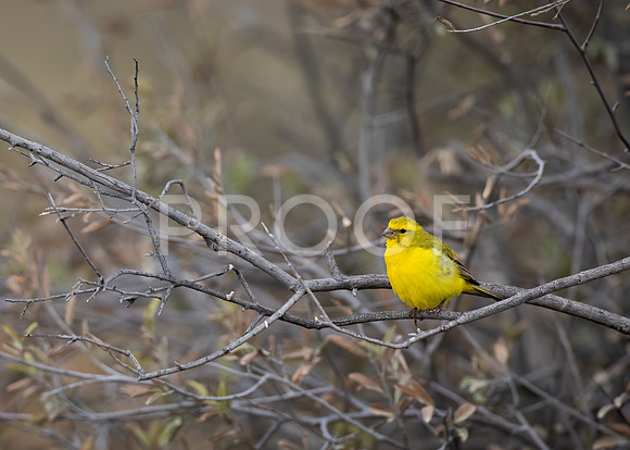 Yellow Canary - Kalahari Desert - South Africa