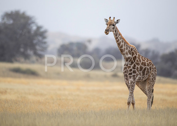 Giraffe - Kalahari Desert - South Africa