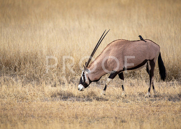 Oryx - Kalahari Desert - South Africa