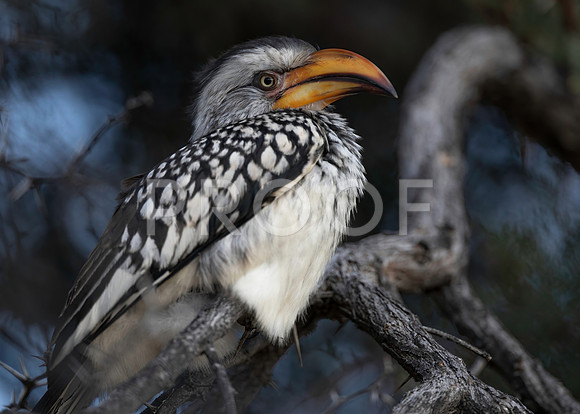 Southern Yellow-billed Hornbill - Kalahari Desert - South Africa