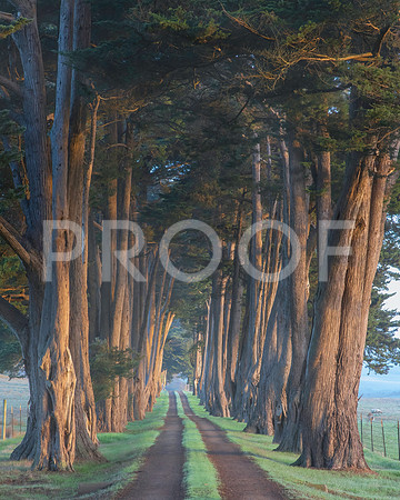 Cypress Trees in Tule Fog