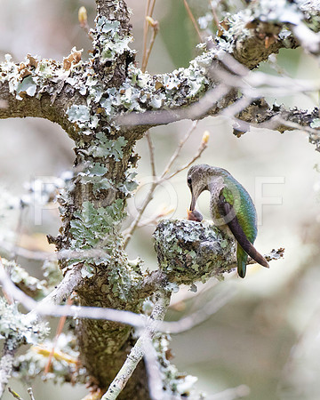 Mother Anna's Hummingbird feeding babies