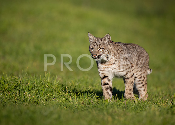 Bobcat