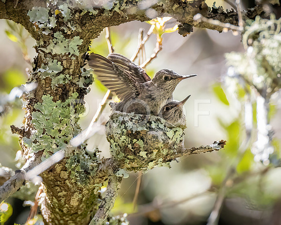 Anna's Hummingbird Nest 03