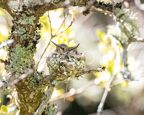 Anna's Hummingbird Nest 02