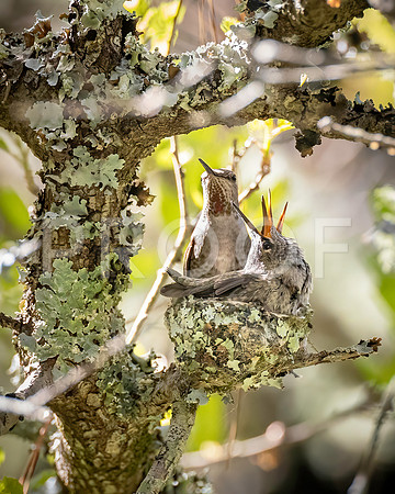 Anna's Hummingbird Nest