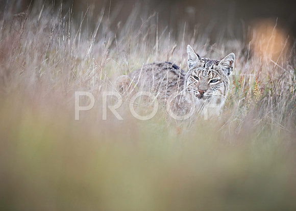 Bobcat