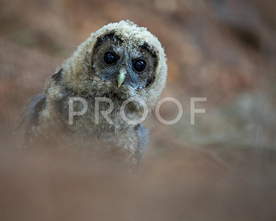 Northern Spotted Owl Fledgling