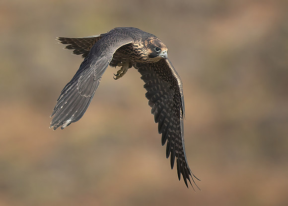 PeregrineJuvenile