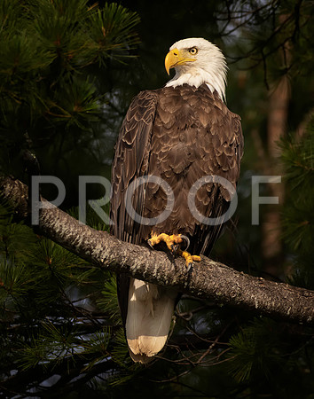 Bald Eagle