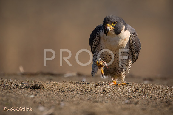 Peregrine Falcon