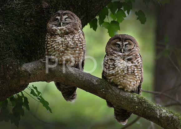 Northern Spotted Owl Pair