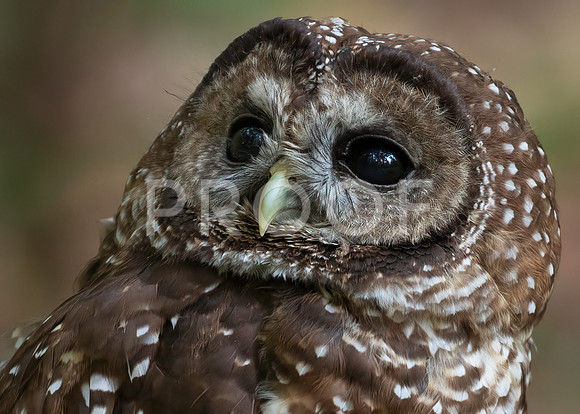 Northern Spotted Owl 02