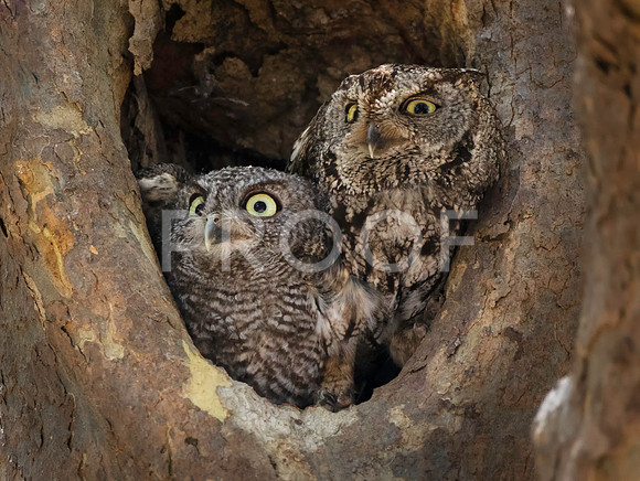 Western Screech Owls