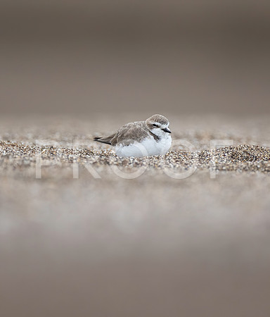 Snowy Plover 01