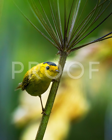 Wilson's Warbler