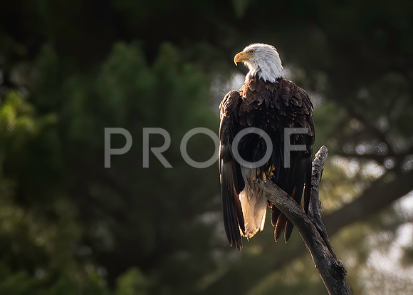 Bald Eagle Morning