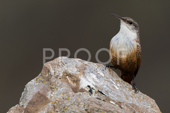 Canyon Wren