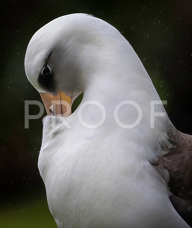 Laysan Albatross Preening