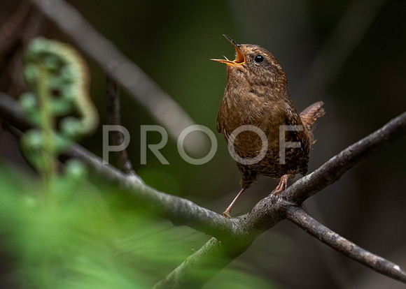Pacific Wren Singing