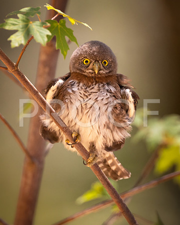 Northern Pygmy Owl Fluff Ball