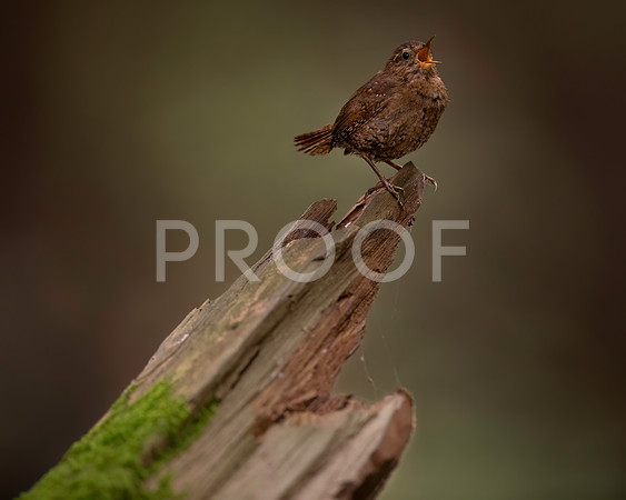 Pacific Wren Puts on a Show
