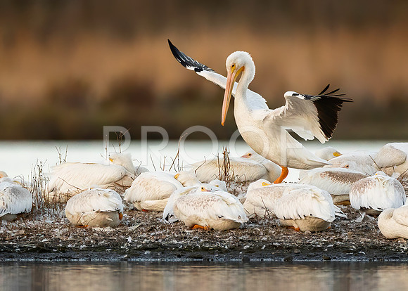 White Pelicans