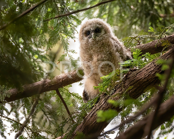 Fledgling Northern Spotted Owl