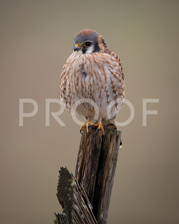 Female American Kestrel