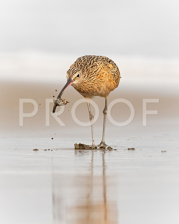 Long-billed Curlew Fishing