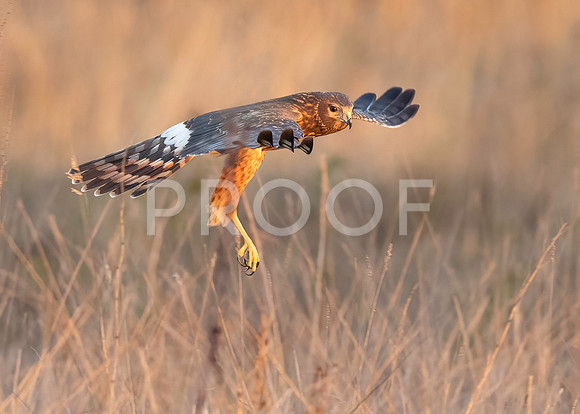 Northern Harrier