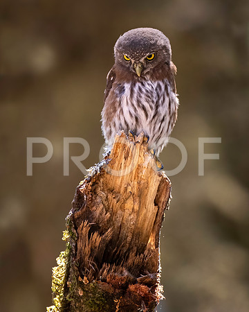 Northern Pygmy Owl Juvenile