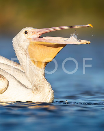 White Pelican Snacking