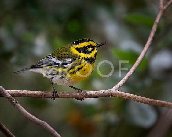 Townsend Warbler
