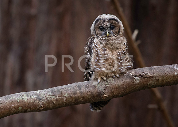 Juvenile Northern Spotted Owl