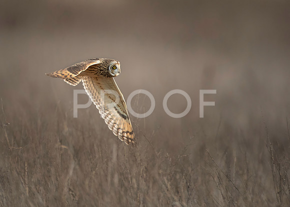 Short-eared Owl