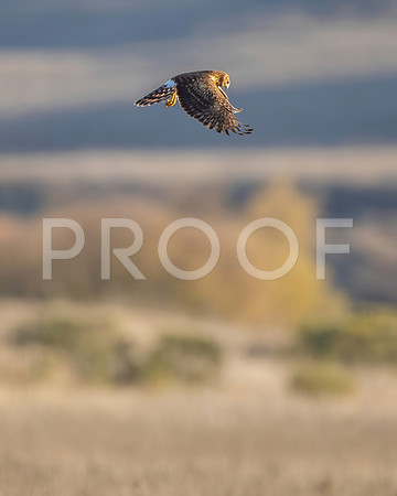 Northern Harrier