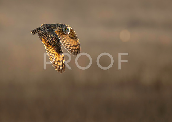 Short-eared Owl