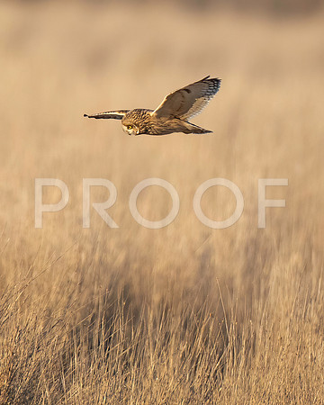 Short-eared Owl Hunting