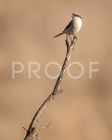Logger-head Shrike