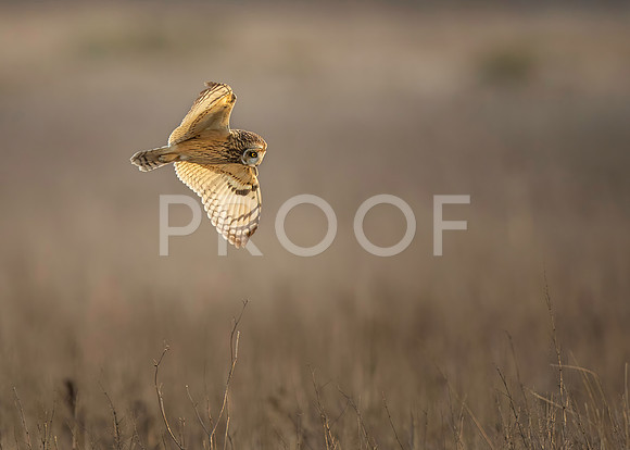 Short-eared owl