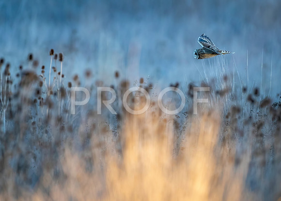Short-eared Owl hunting the fields