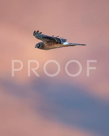 NorthernHarrier