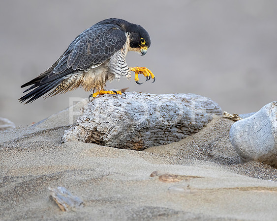 Peregrine Falcon