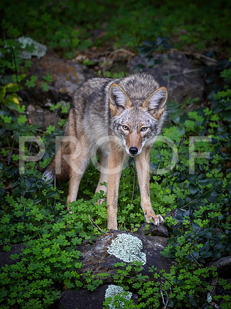 California Coyote