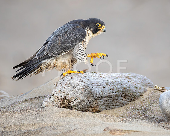 Female Peregrine Falcon