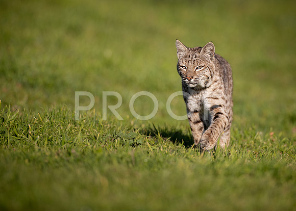 Bobcat