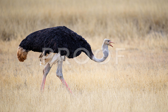 Ostrich - Kalahari Desert - South Africa