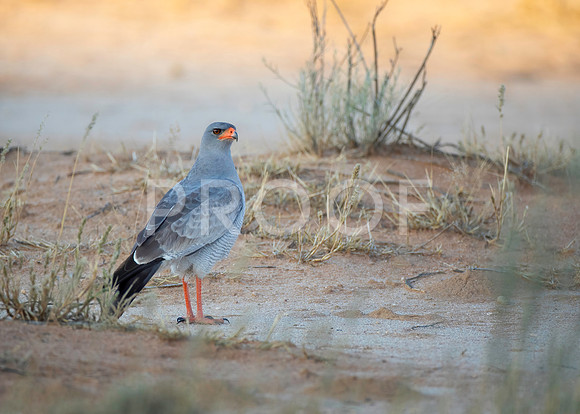 Pale-chanting Goshawk - Kalahari Desert - South Africa